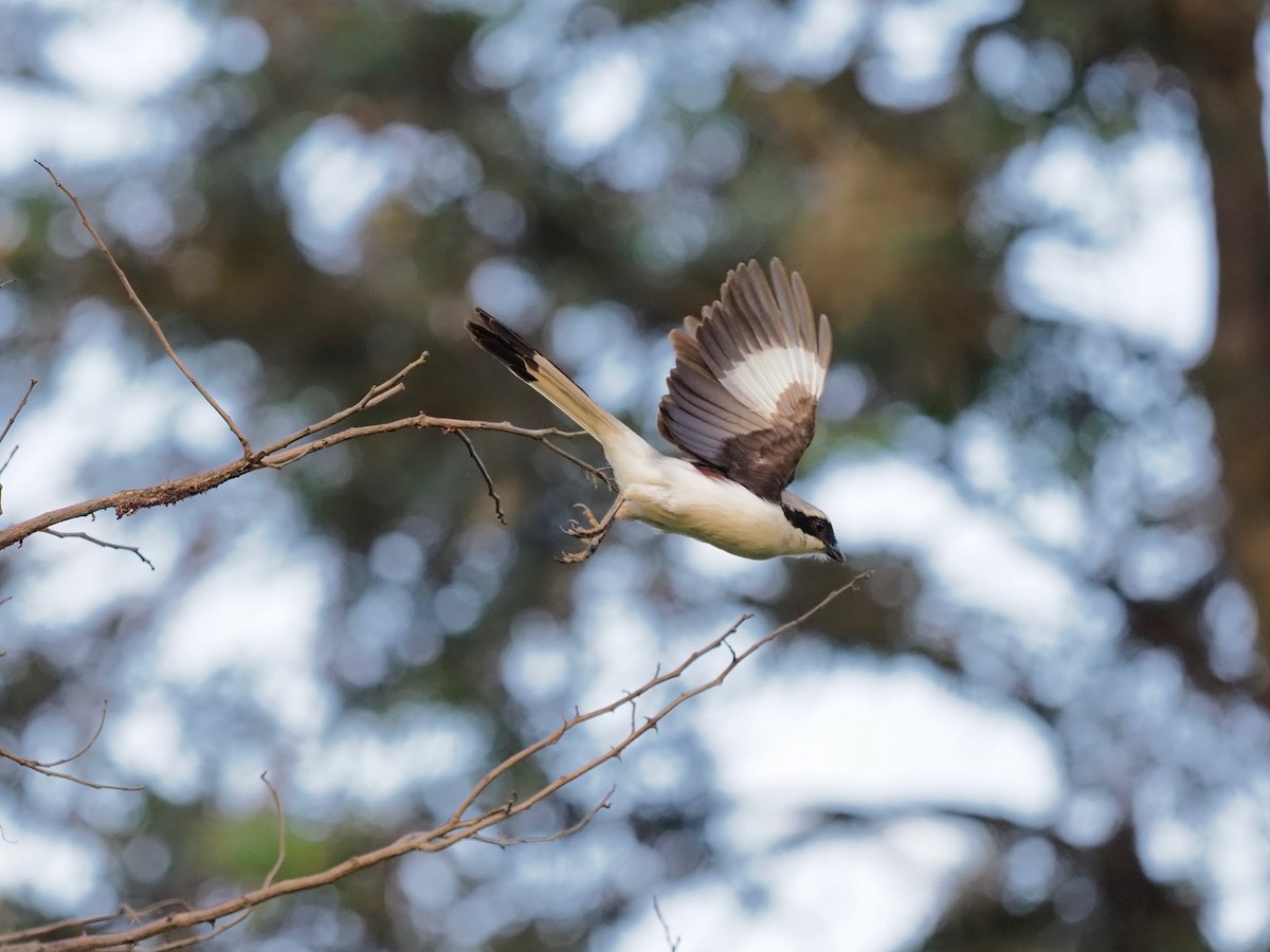 Gray-backed Fiscal - ML138771451