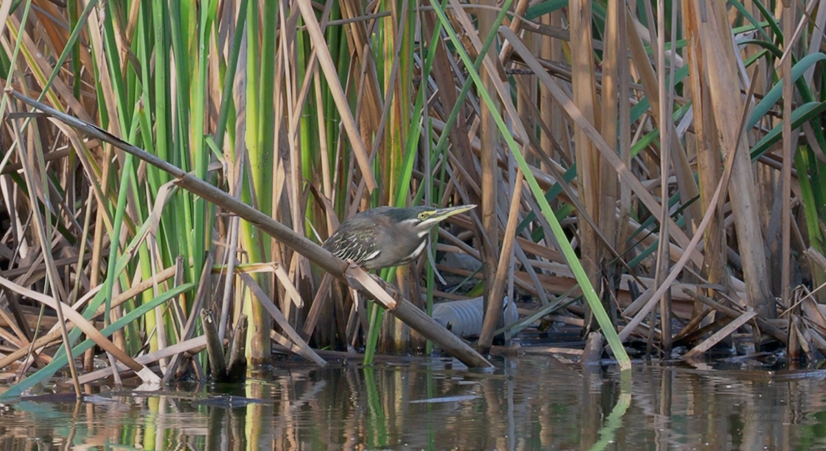 Striated Heron - ML138771991