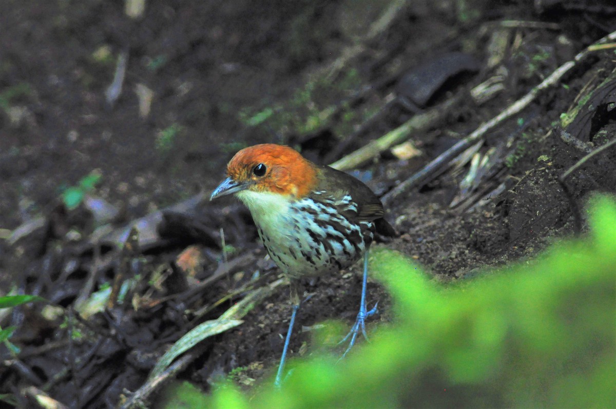 Chestnut-crowned Antpitta - ML138772001