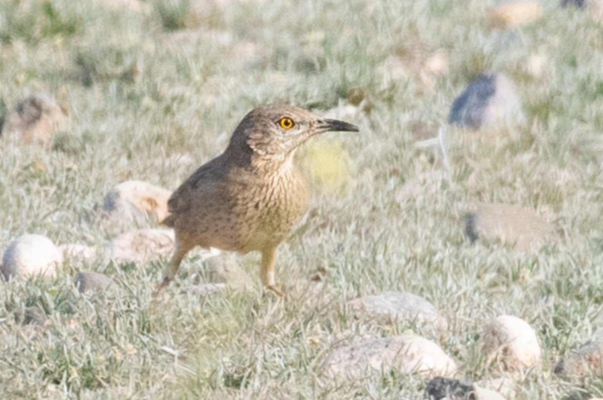 Bendire's Thrasher - ML138772071