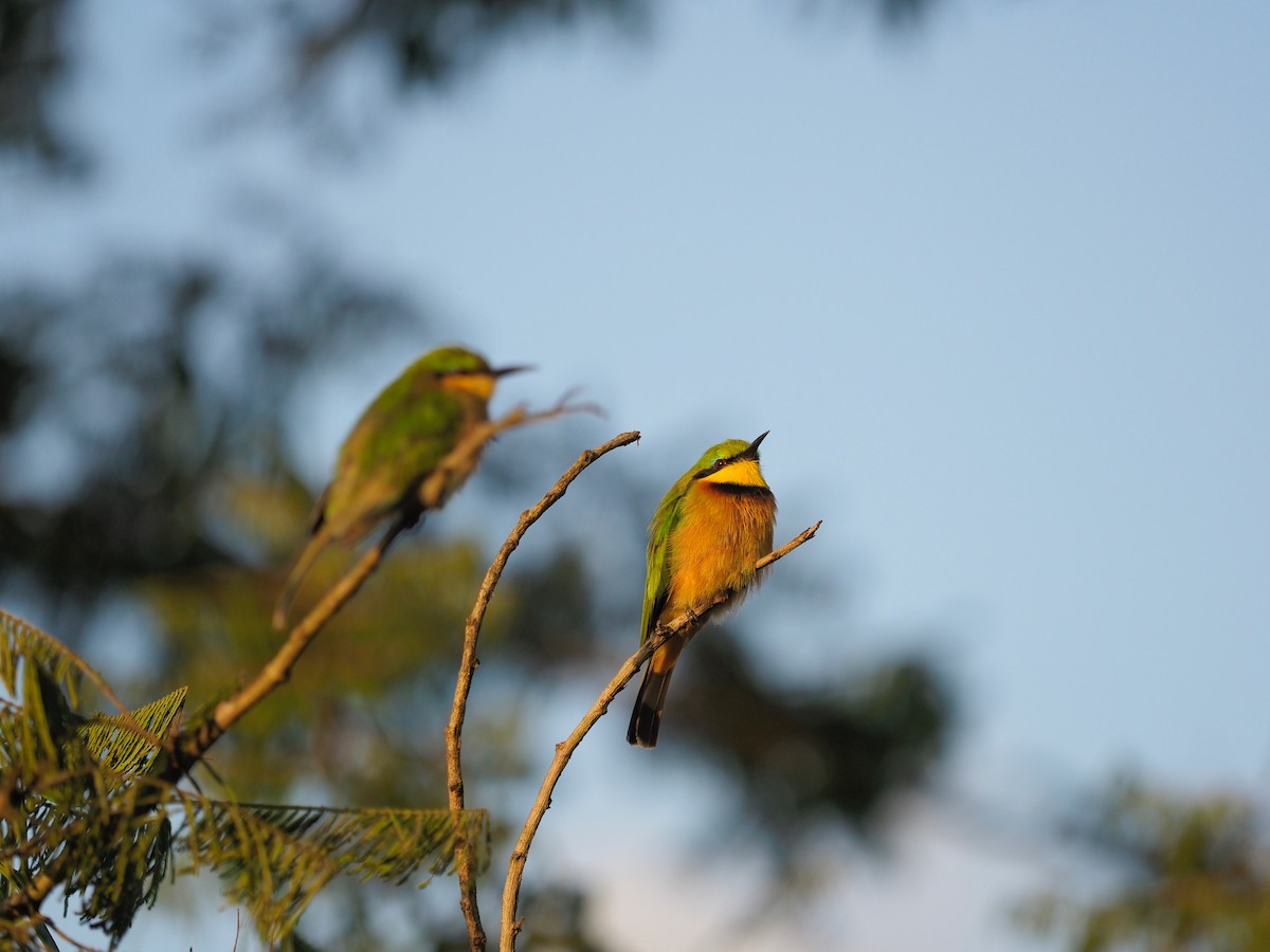 Little Bee-eater - 宇杰 彭