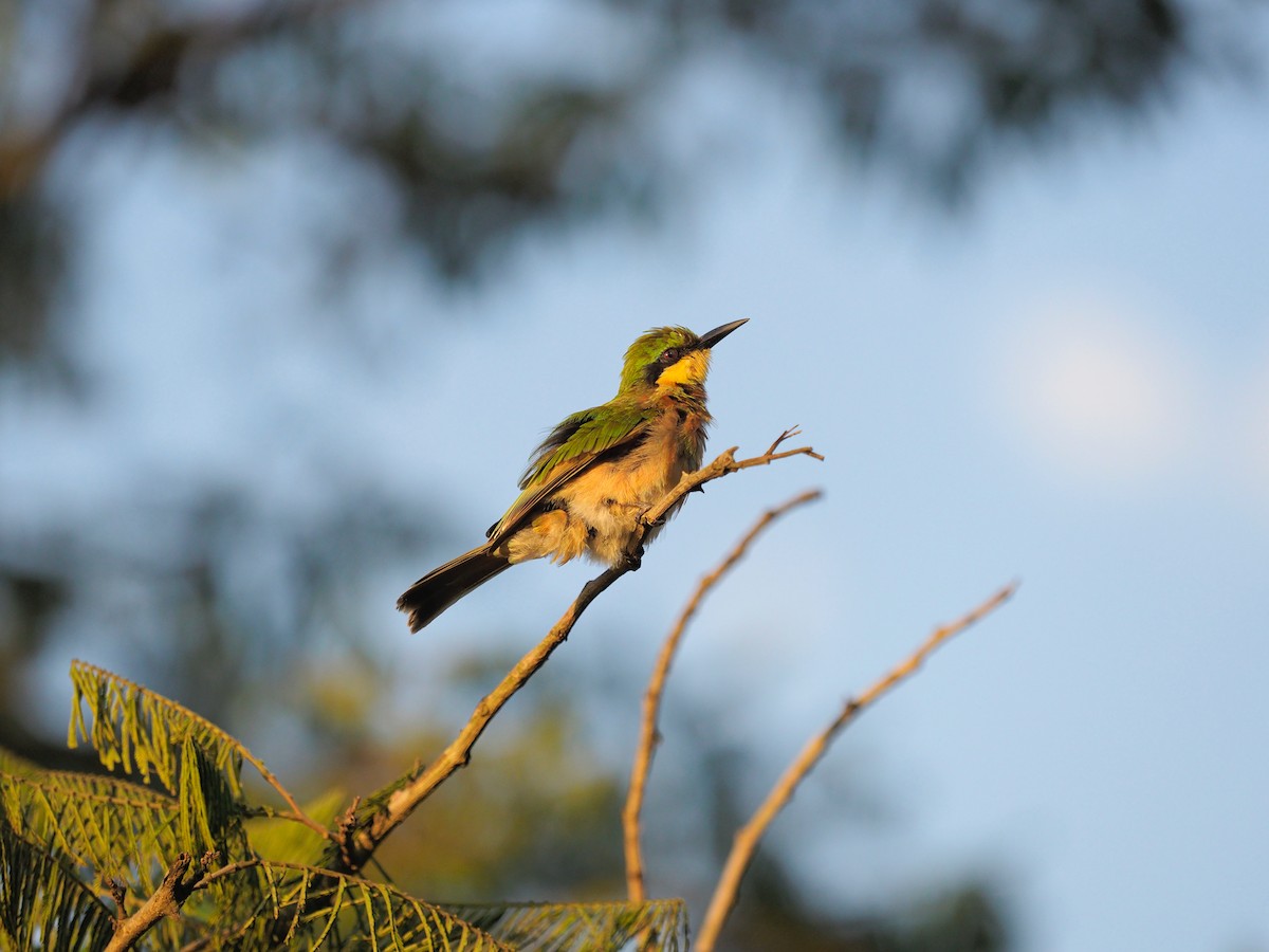 Little Bee-eater - ML138772411