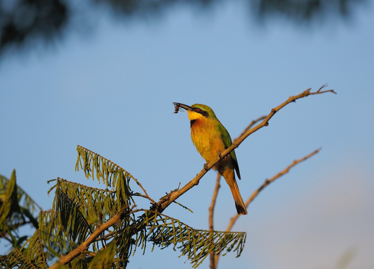 Little Bee-eater - 宇杰 彭