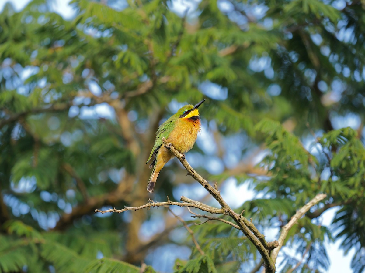Little Bee-eater - ML138772431