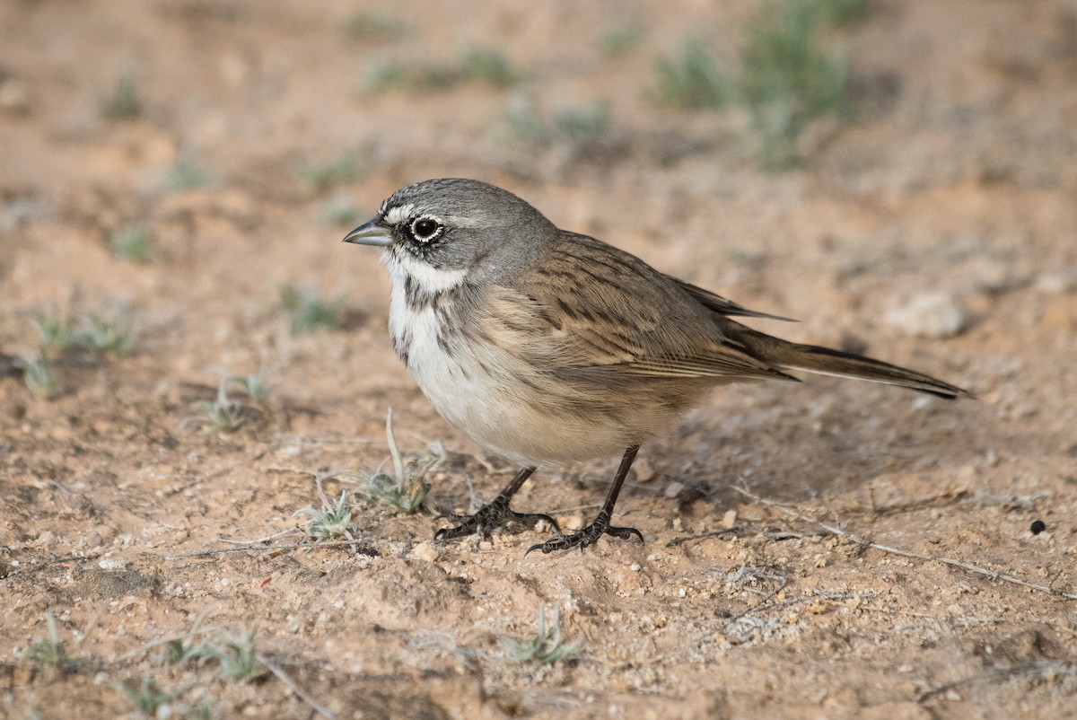 Sagebrush Sparrow - ML138772721