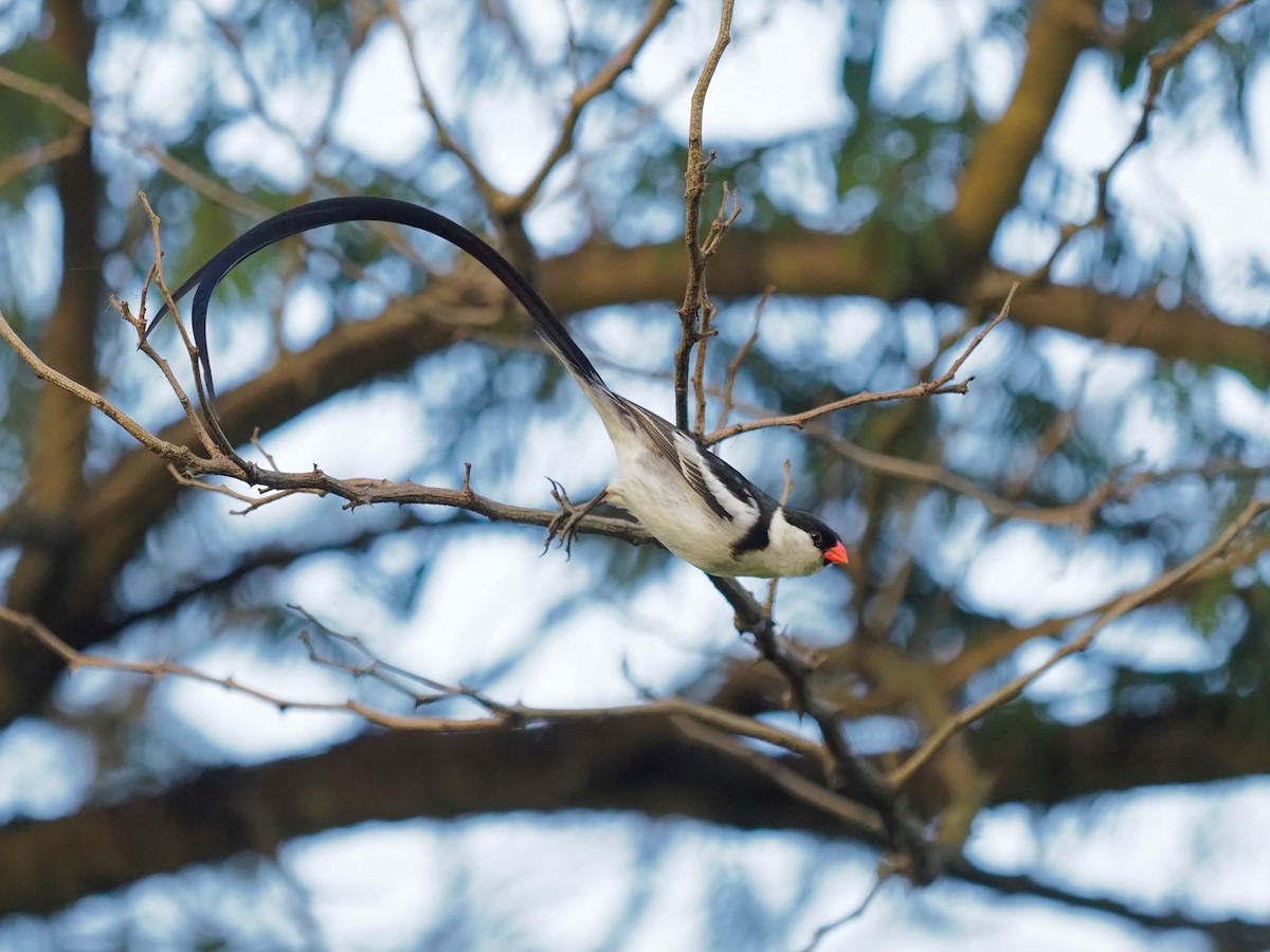 Pin-tailed Whydah - ML138772791