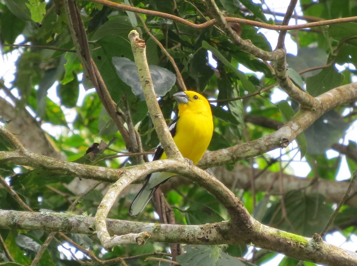 Golden Grosbeak - ML138773271