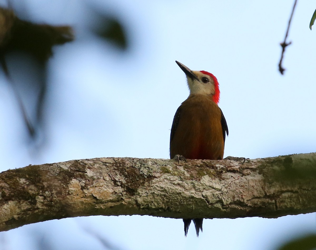 Jamaican Woodpecker - ML138773971
