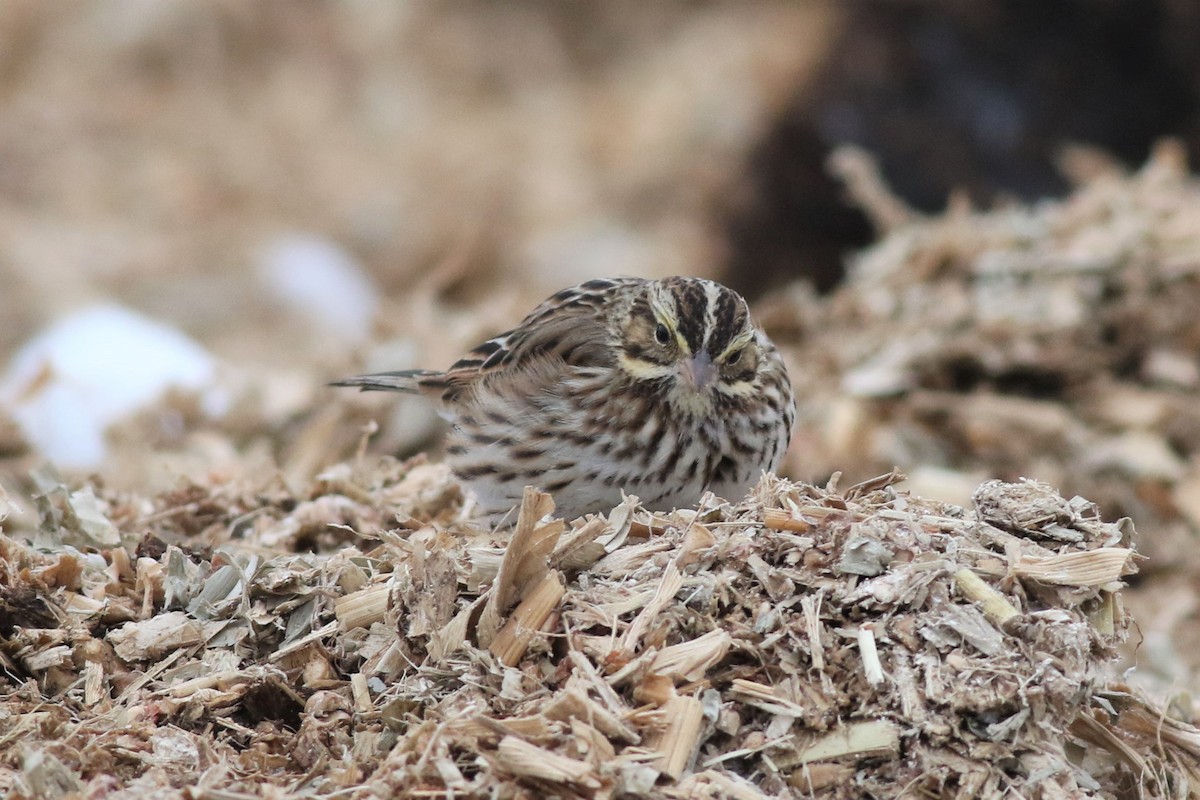 Savannah Sparrow - ML138774131