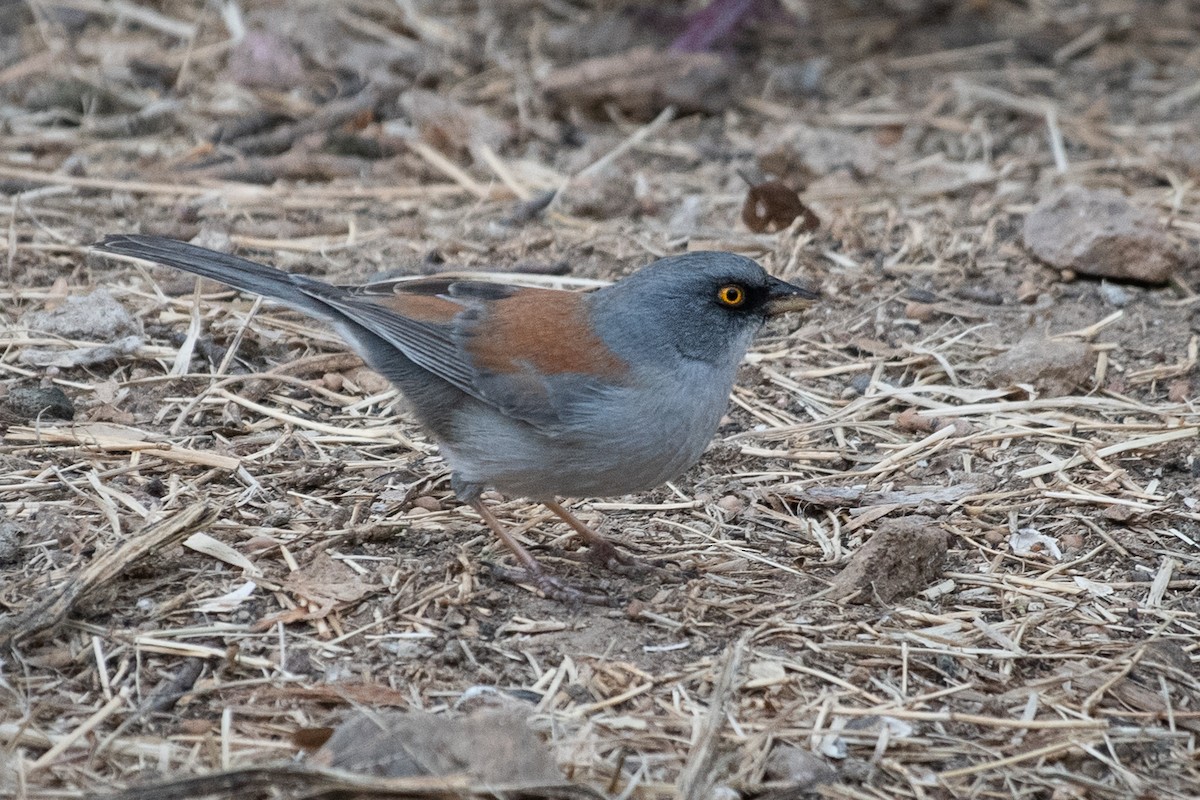 Yellow-eyed Junco - ML138774901