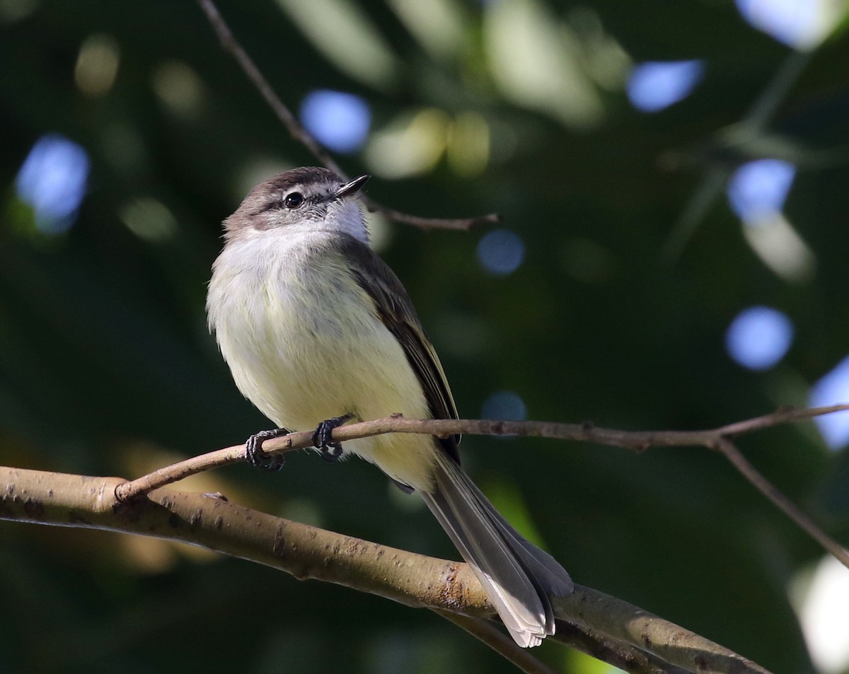 Fiofío Jamaicano - ML138776291