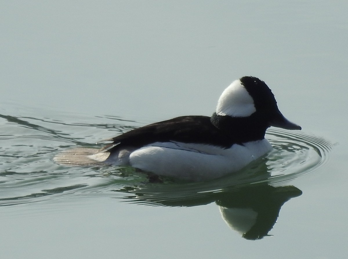 Bufflehead - ML138776301