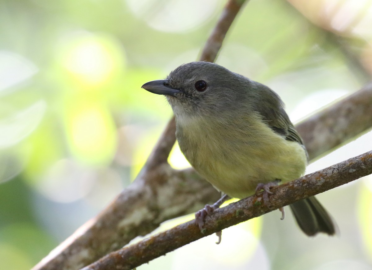 Blue Mountain Vireo - ML138776881