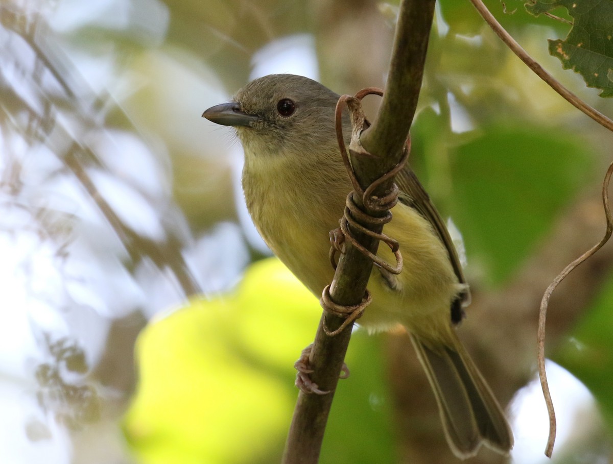 Bergvireo - ML138776891