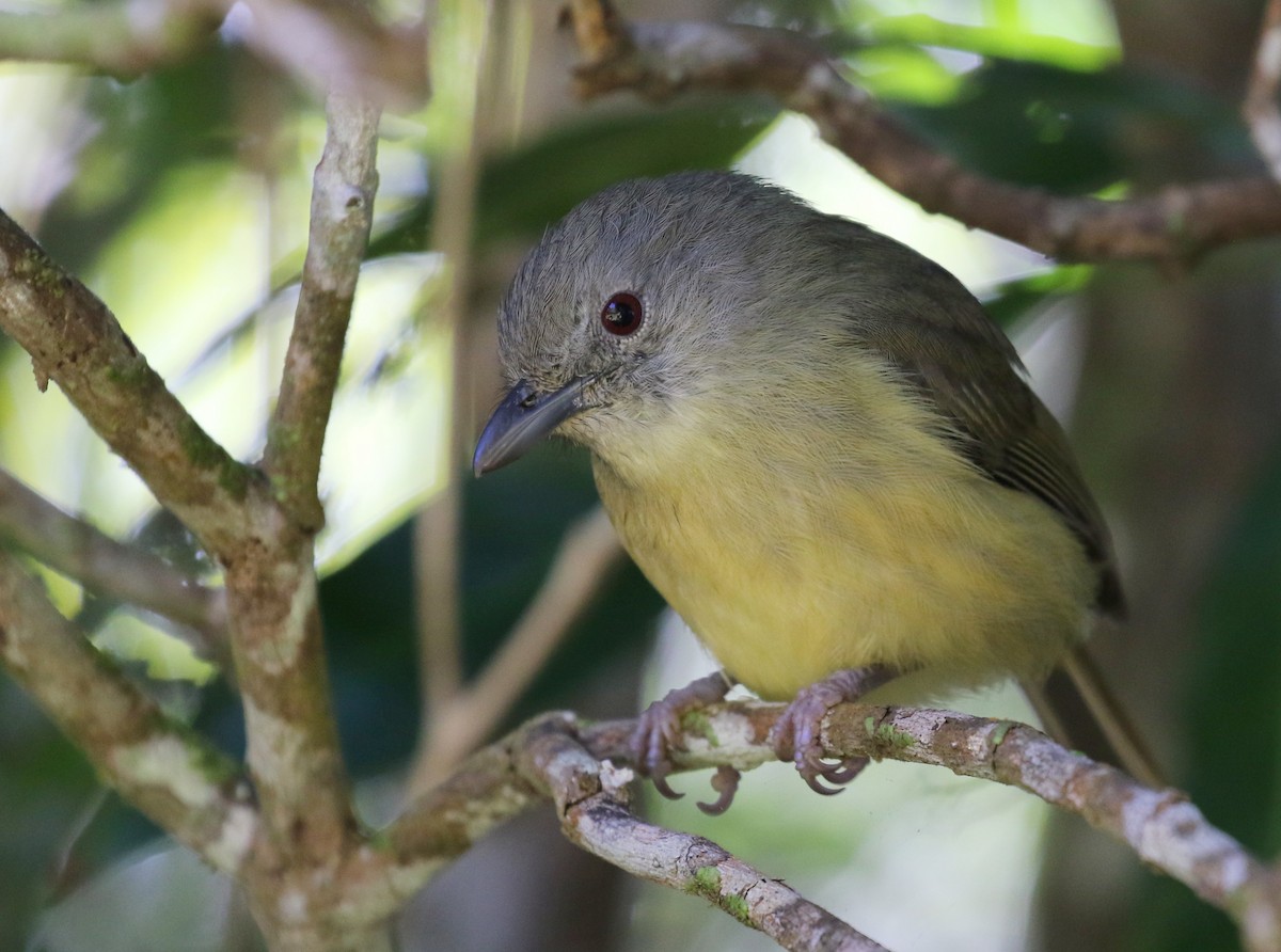 Bergvireo - ML138776901