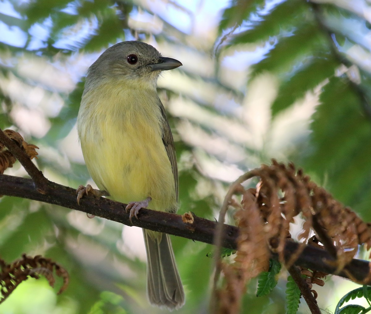 Blue Mountain Vireo - ML138776921