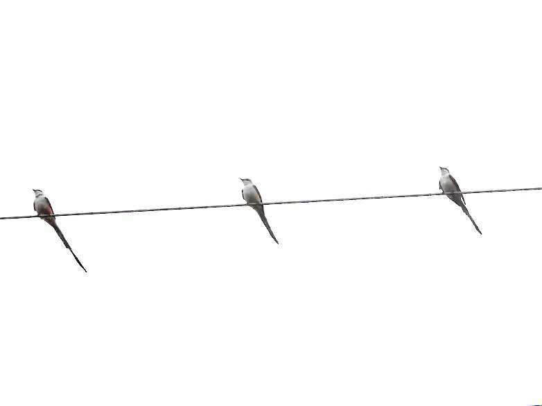 Scissor-tailed Flycatcher - ML138777121