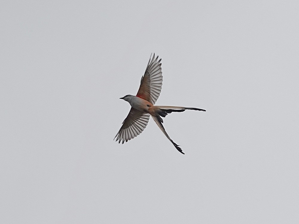 Scissor-tailed Flycatcher - ML138777361