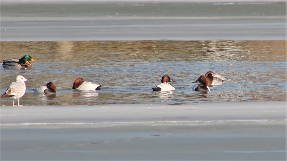 Canvasback - ML138777421