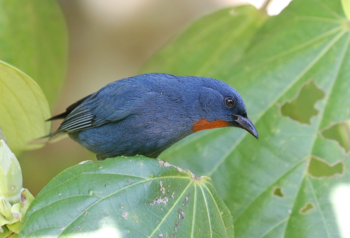 Orangequit - ML138778091