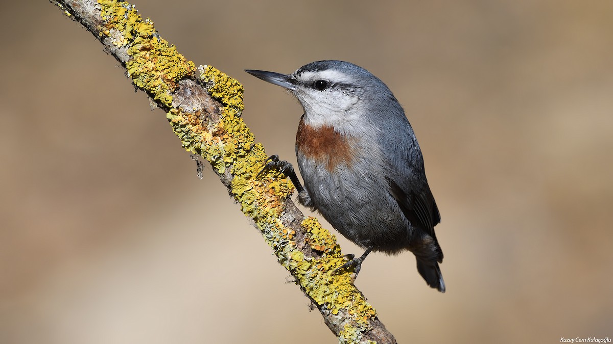 Krüper's Nuthatch - ML138778161