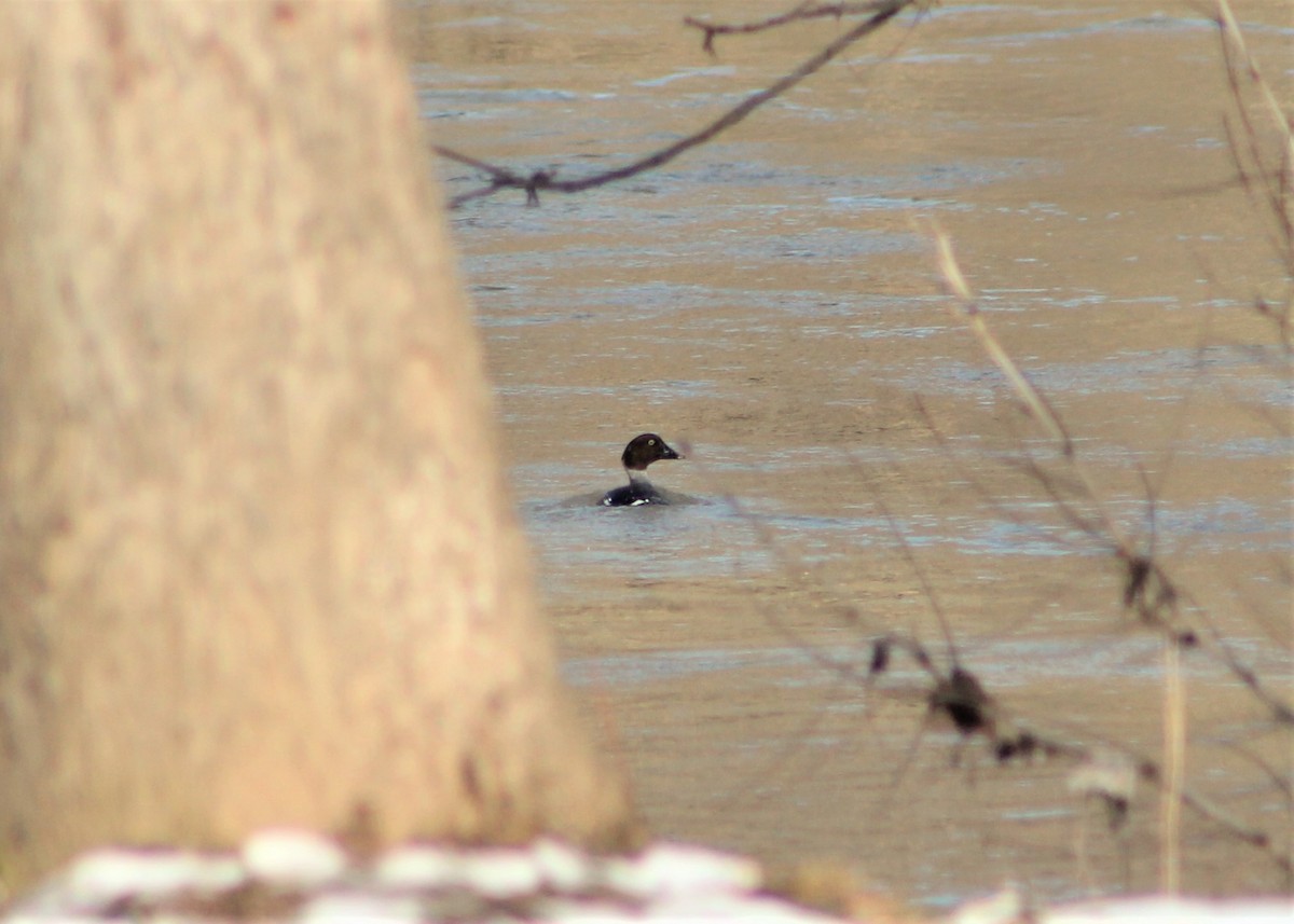 Common Goldeneye - Derrick  Hill