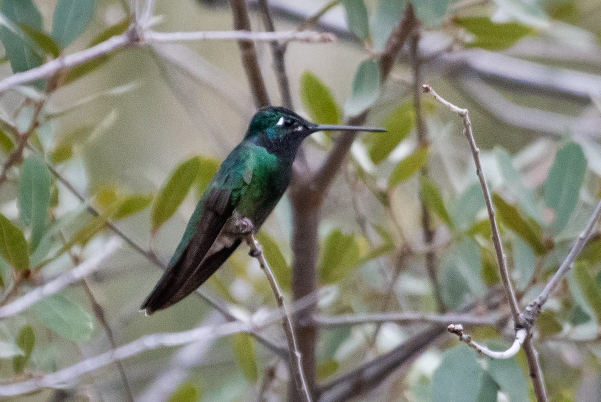 Rivoli's Hummingbird - ML138778731