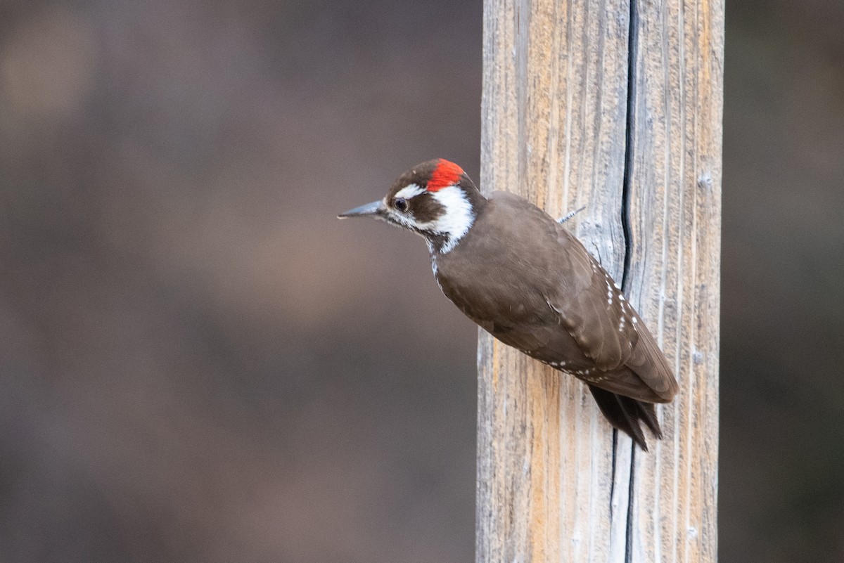 Arizona Woodpecker - ML138778791