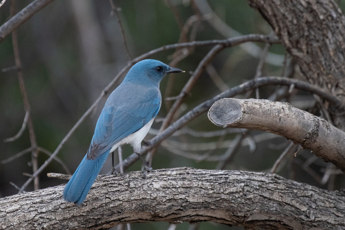 Mexican Jay - ML138778901