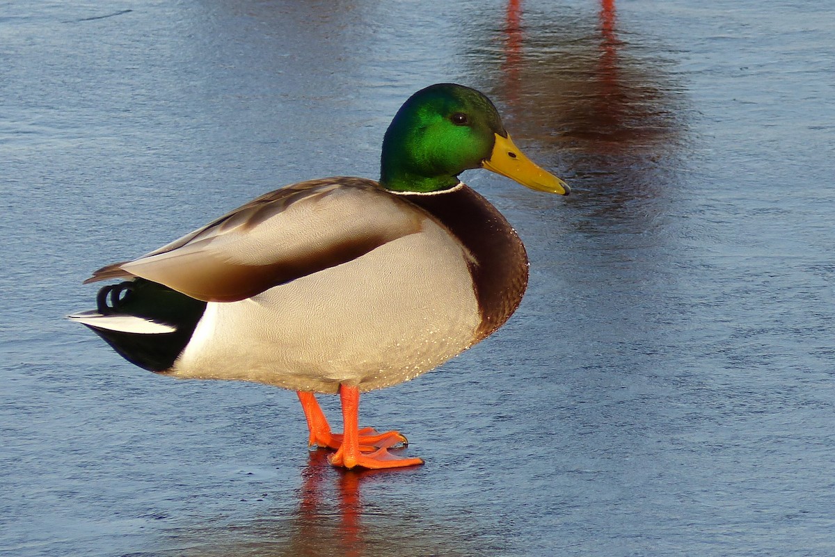 Mallard - Shawn Wainwright