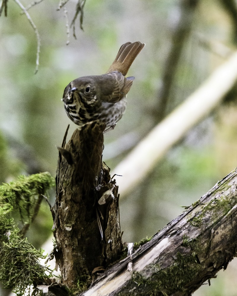 Hermit Thrush - ML138780841