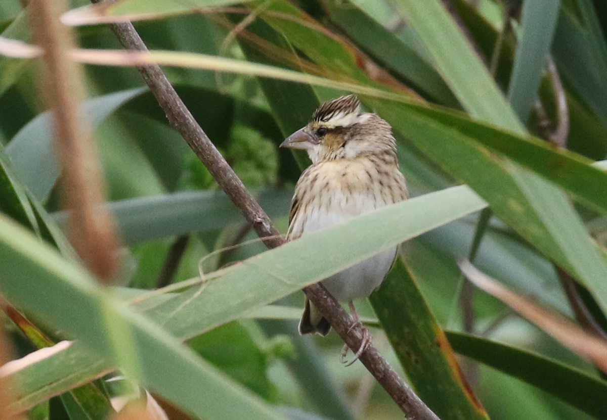 Yellow-crowned Bishop - Matthew Grube