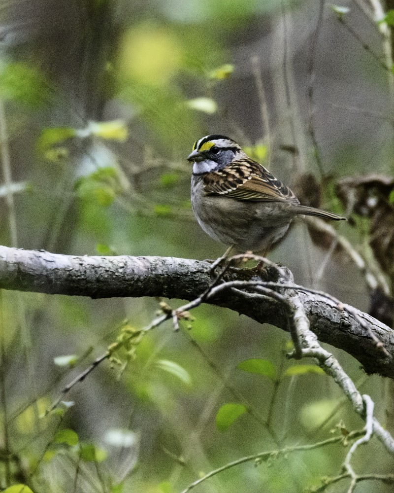 White-throated Sparrow - ML138781131