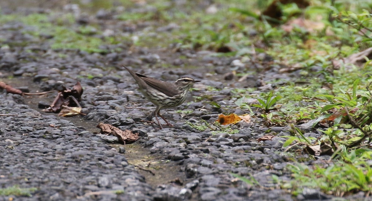 Northern Waterthrush - ML138782141