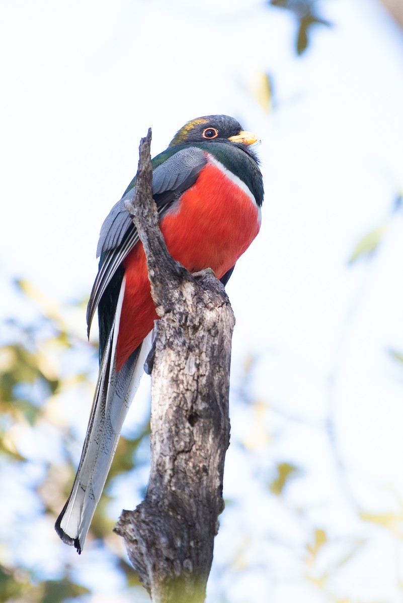 trogon krásný - ML138782871