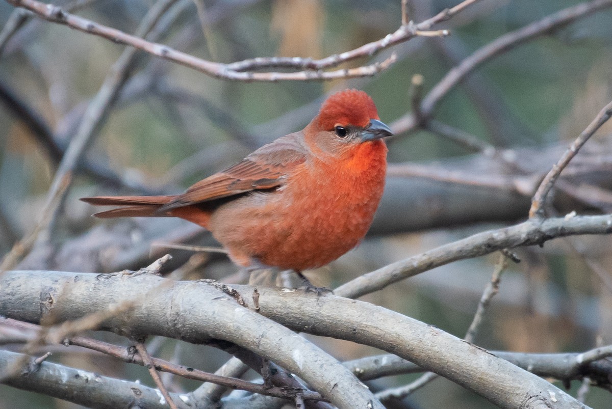 Hepatic Tanager - ML138783311