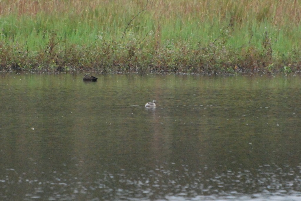 Hoary-headed Grebe - Kelly Stanek