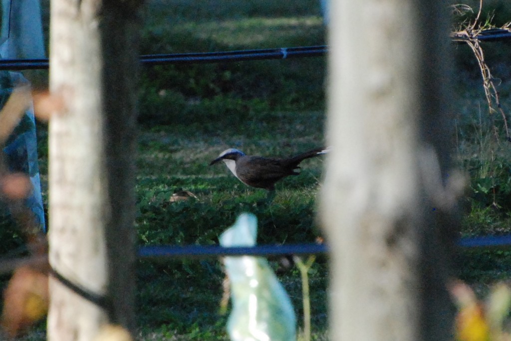 Gray-crowned Babbler - Kelly Stanek