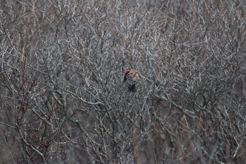 American Tree Sparrow - ML138784071