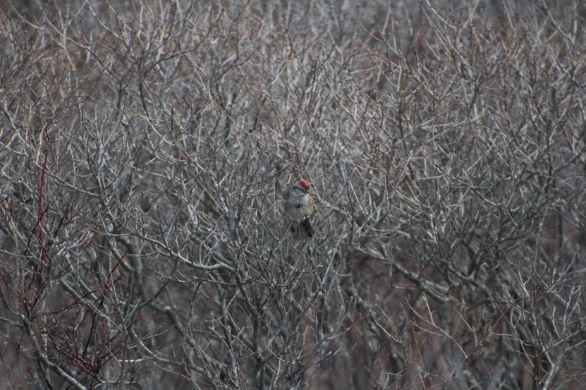 American Tree Sparrow - ML138784081