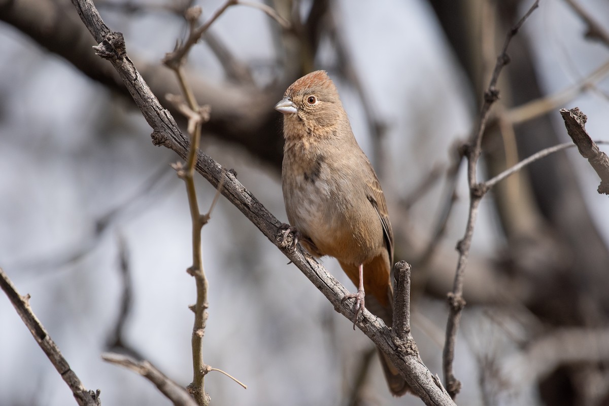 Canyon Towhee - ML138785241