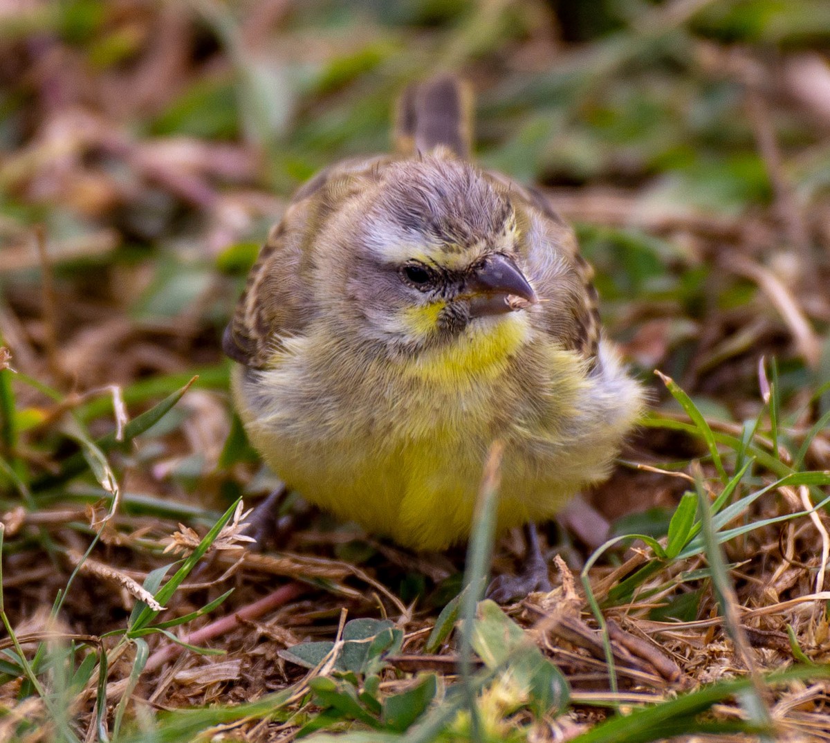 Yellow-fronted Canary - David Stekoll