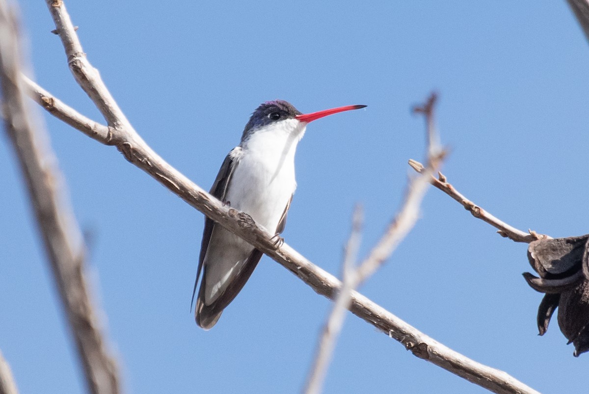 Violet-crowned Hummingbird - ML138786801