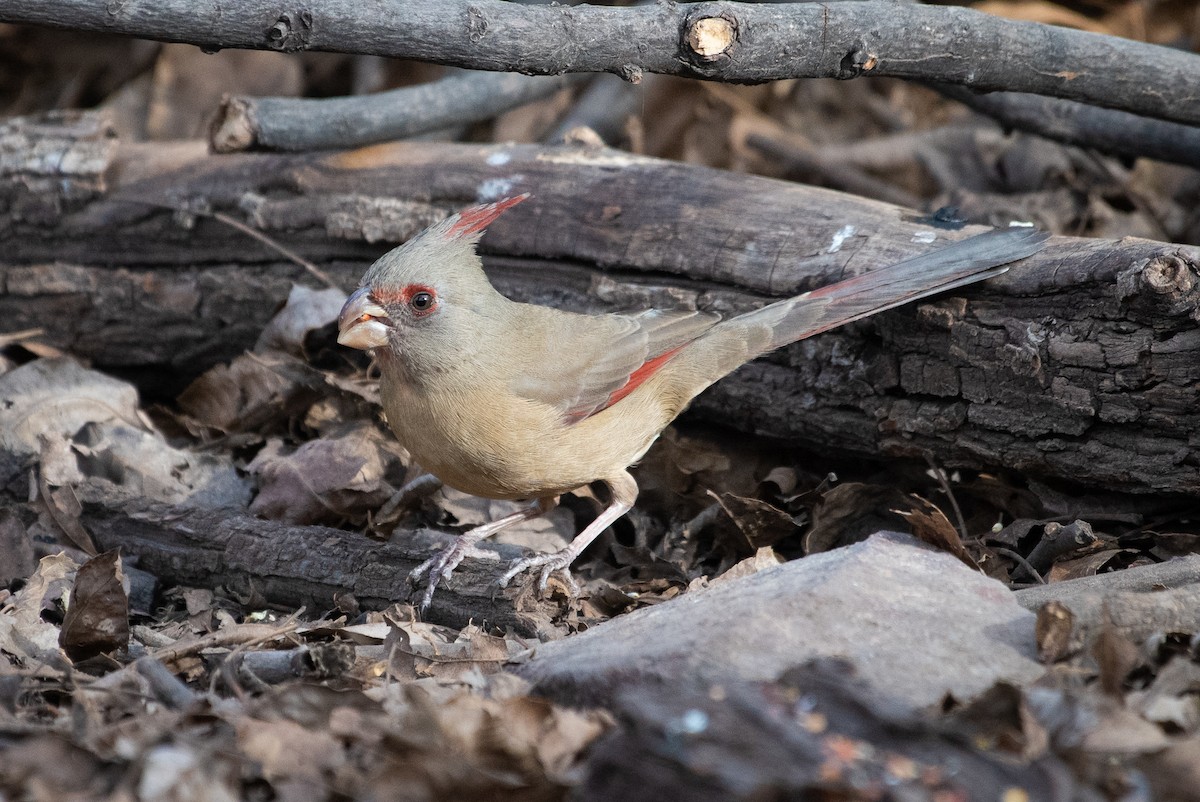 Pyrrhuloxia - ML138787241