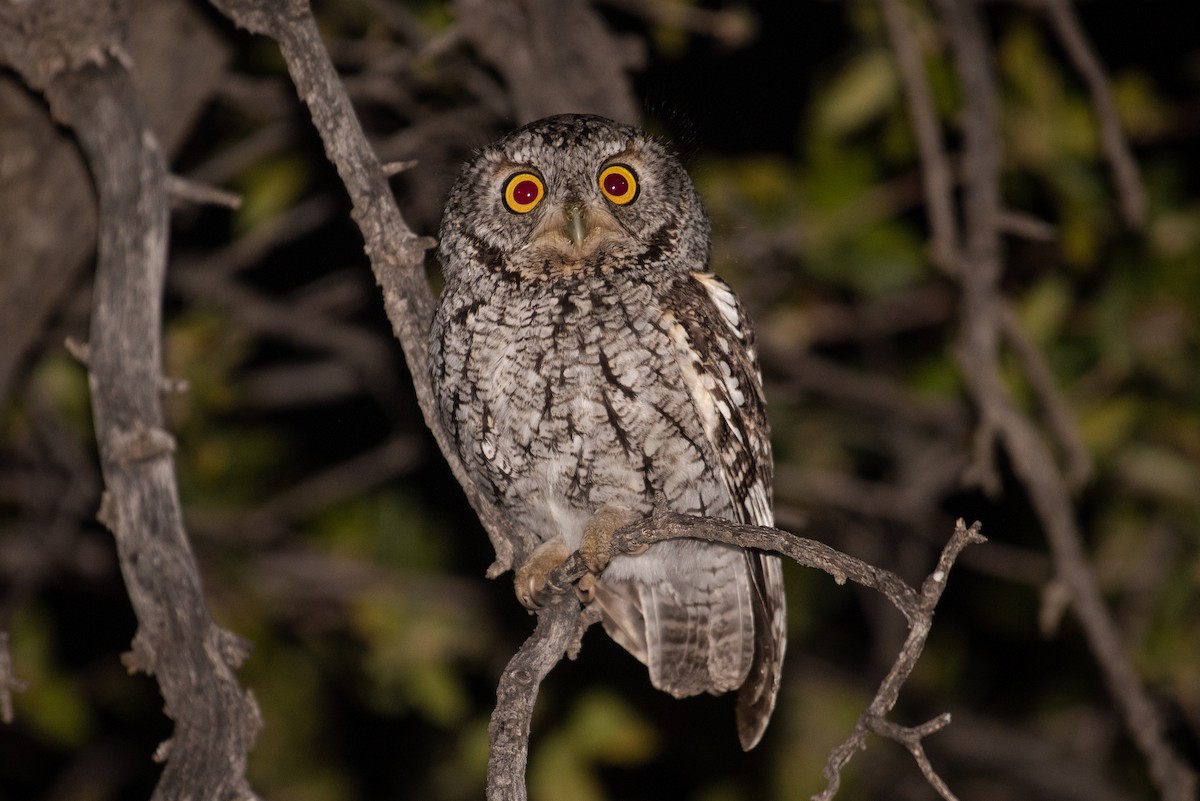 Whiskered Screech-Owl - Adam Jackson