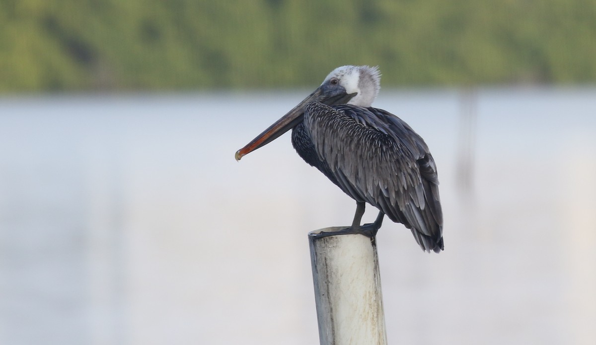 Brown Pelican - ML138789481