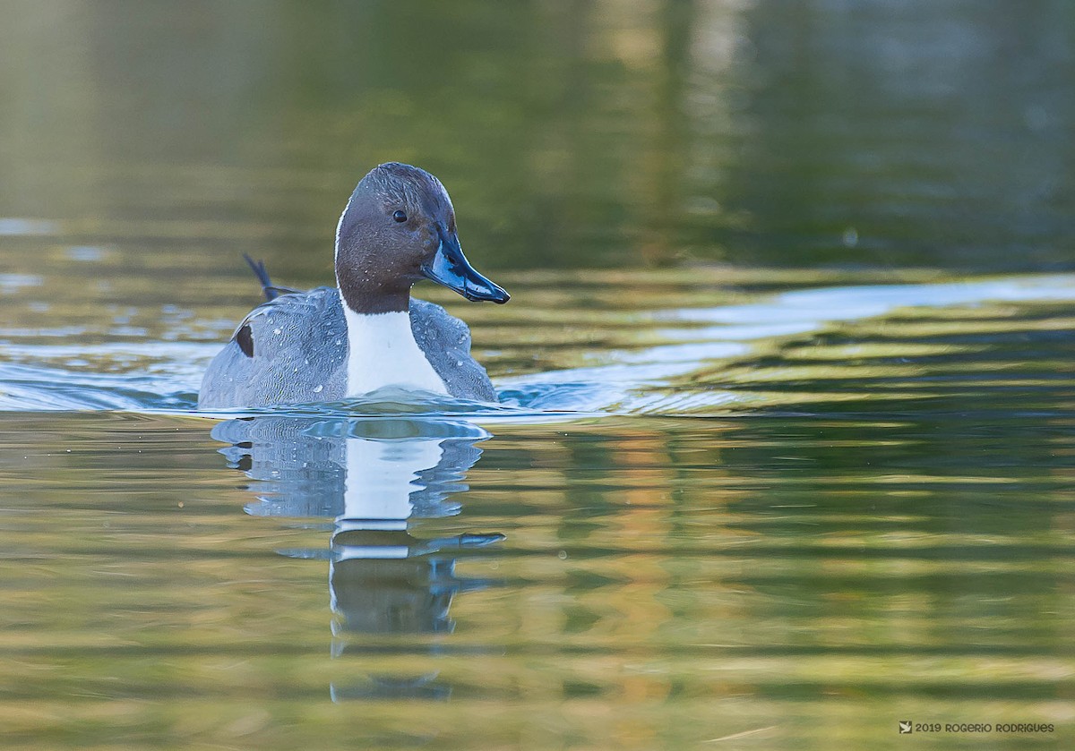 Northern Pintail - Rogério Rodrigues