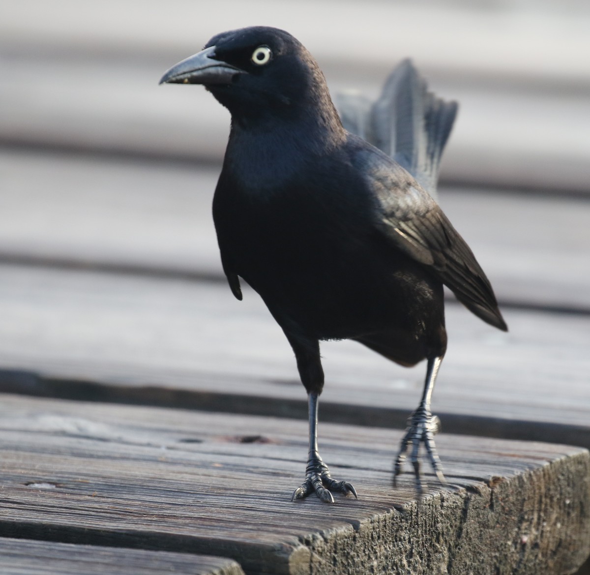 Greater Antillean Grackle - ML138790261