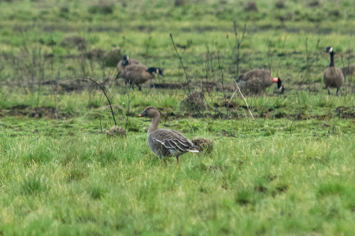 Tundra Bean-Goose - Joshua Little