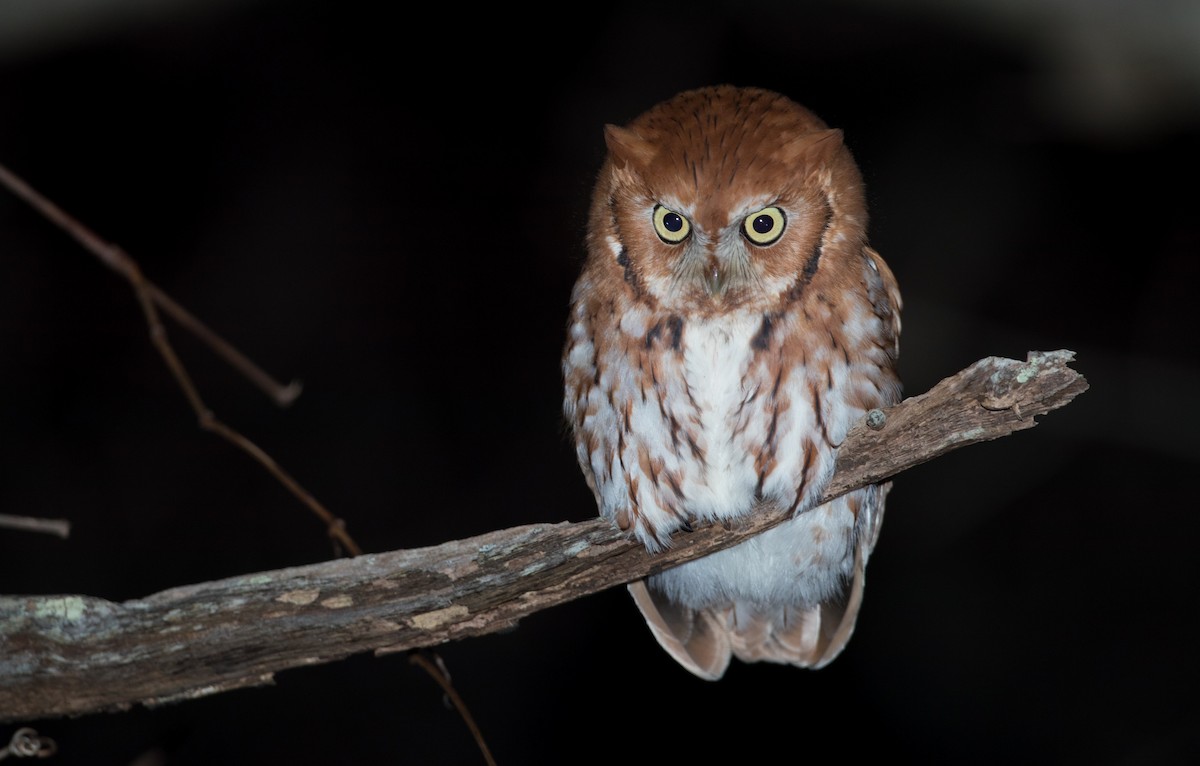 Eastern Screech-Owl (Northern) - Ian Davies